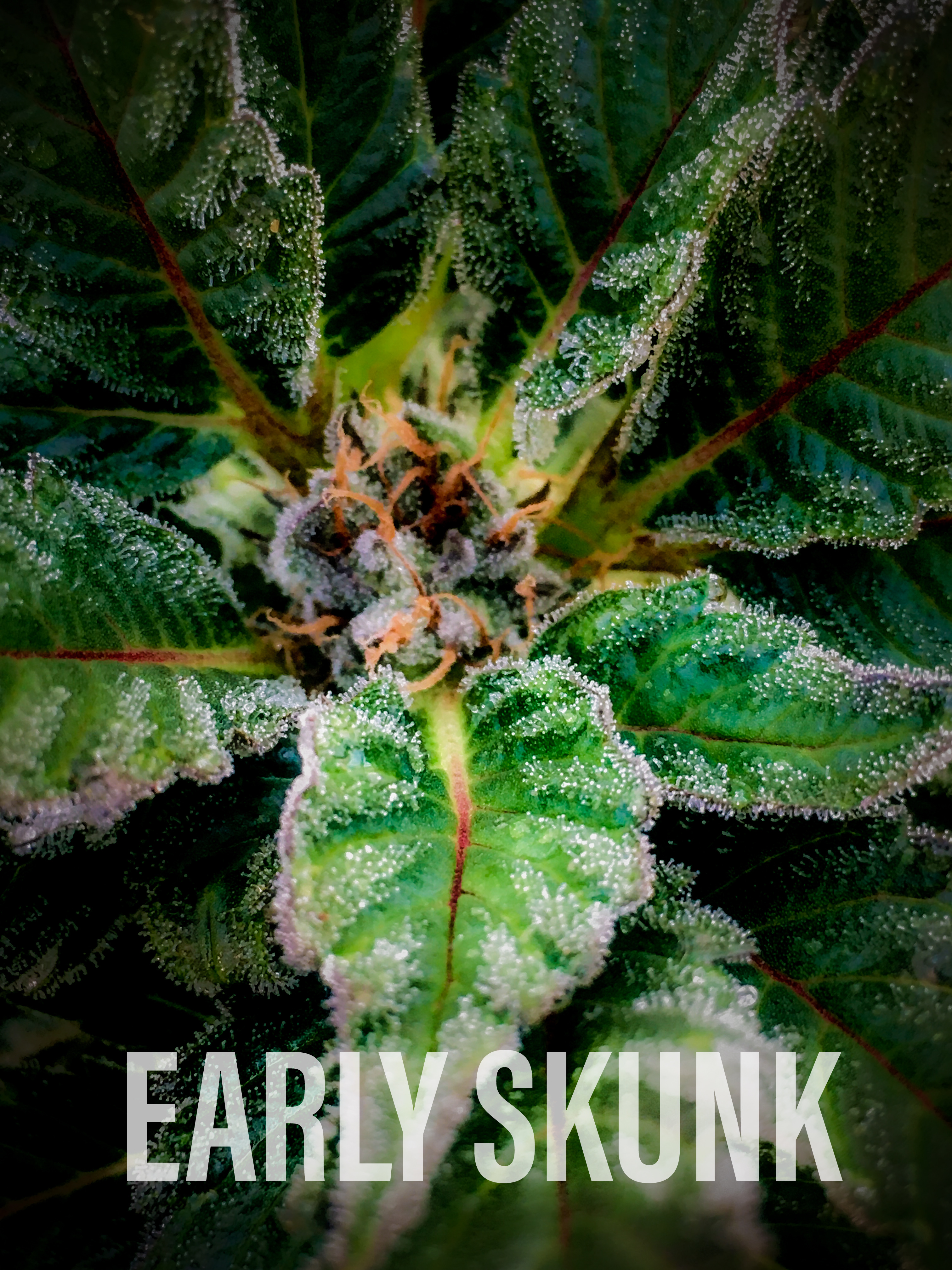 Early Skunk Fem