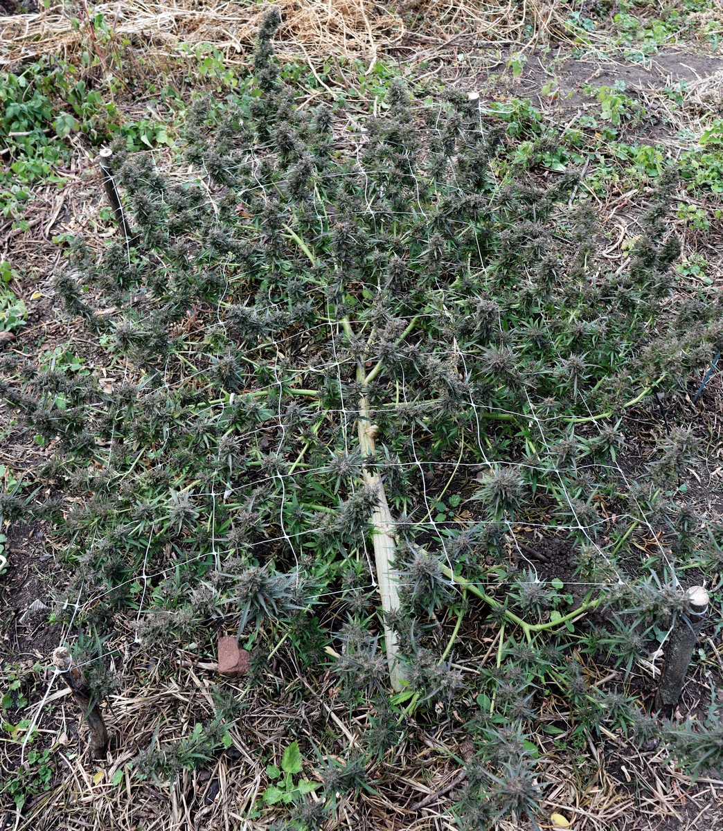 Early_Skunk_2021