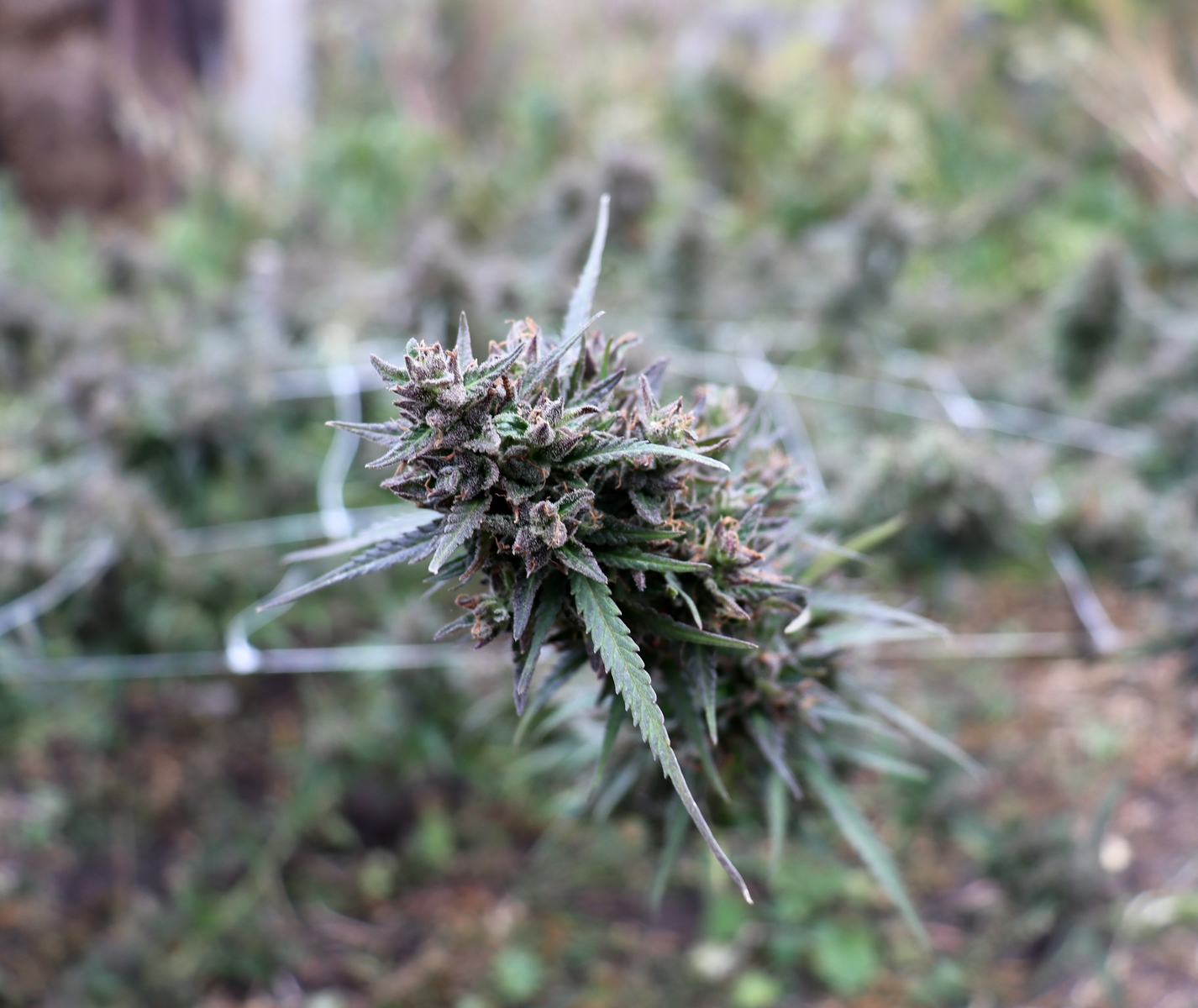Early_Skunk_2021_1