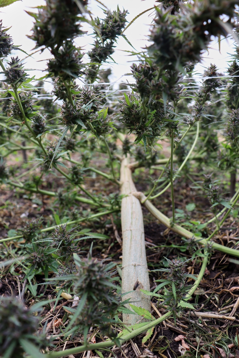 Early_Skunk_2021_2