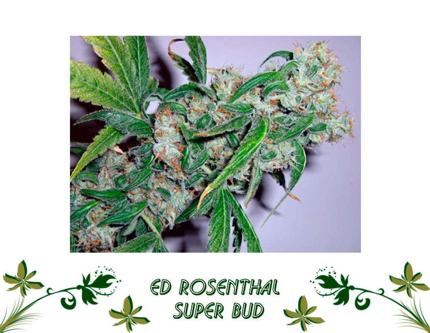 Ed Rosenthal Super Bud сорт