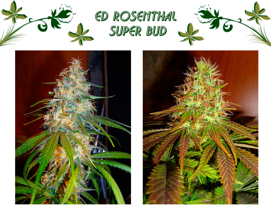 Ed Rosenthal Super Bud
