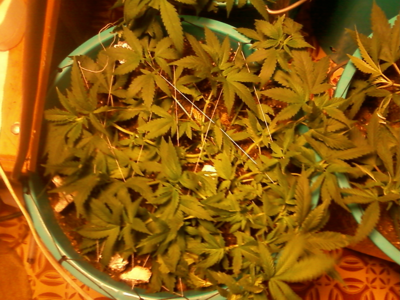 эррор импорт Super Lemon Haze fem