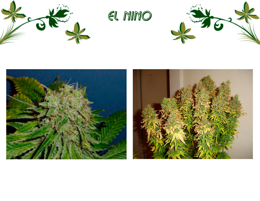 El Nino