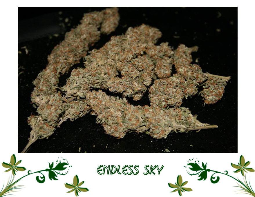 Endless Sky сорт