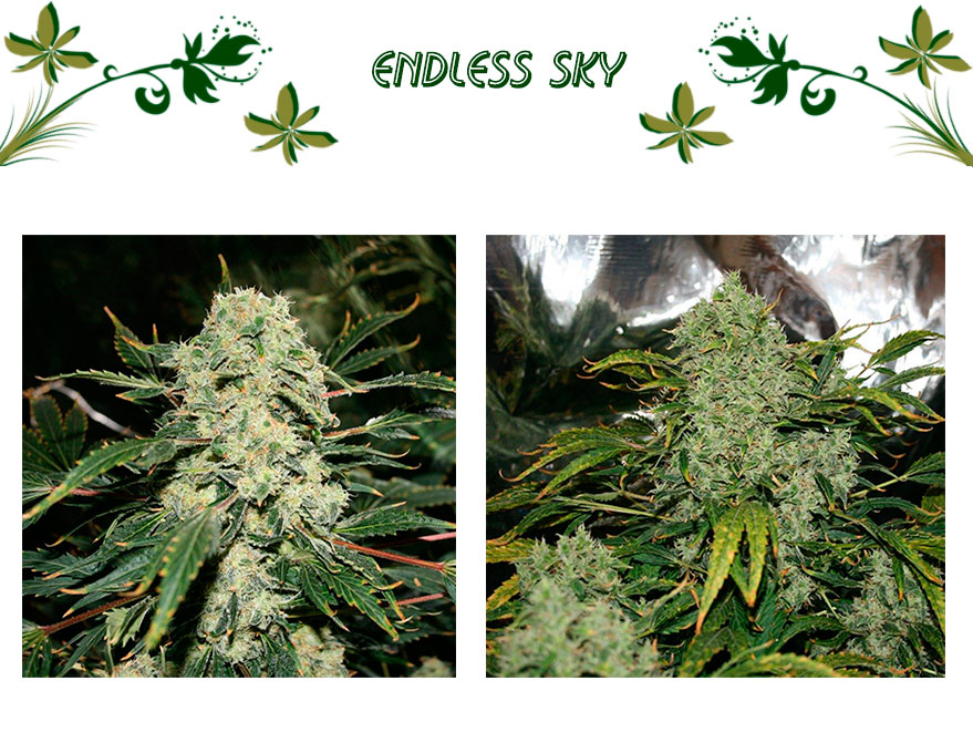 Endless Sky