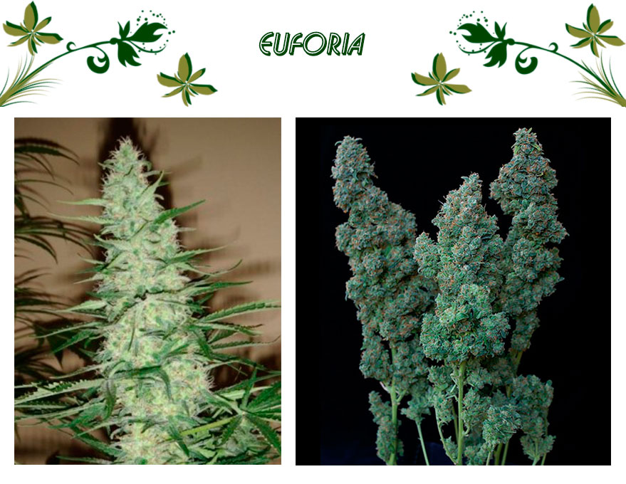 Euforia