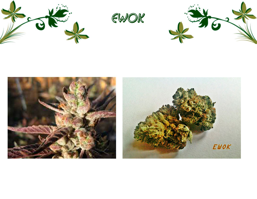Ewok