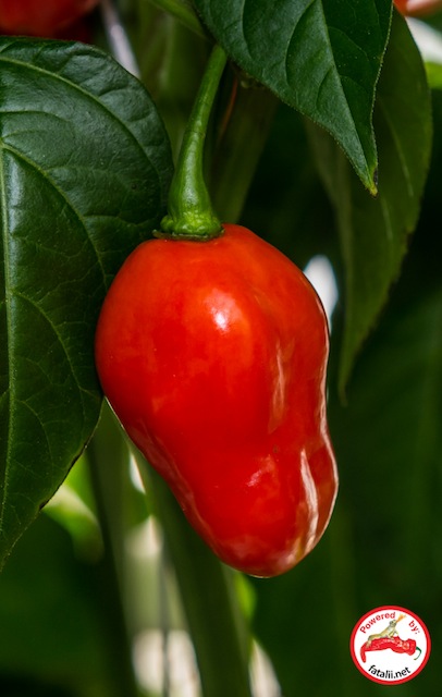 Fatalii Gourmet Rocato