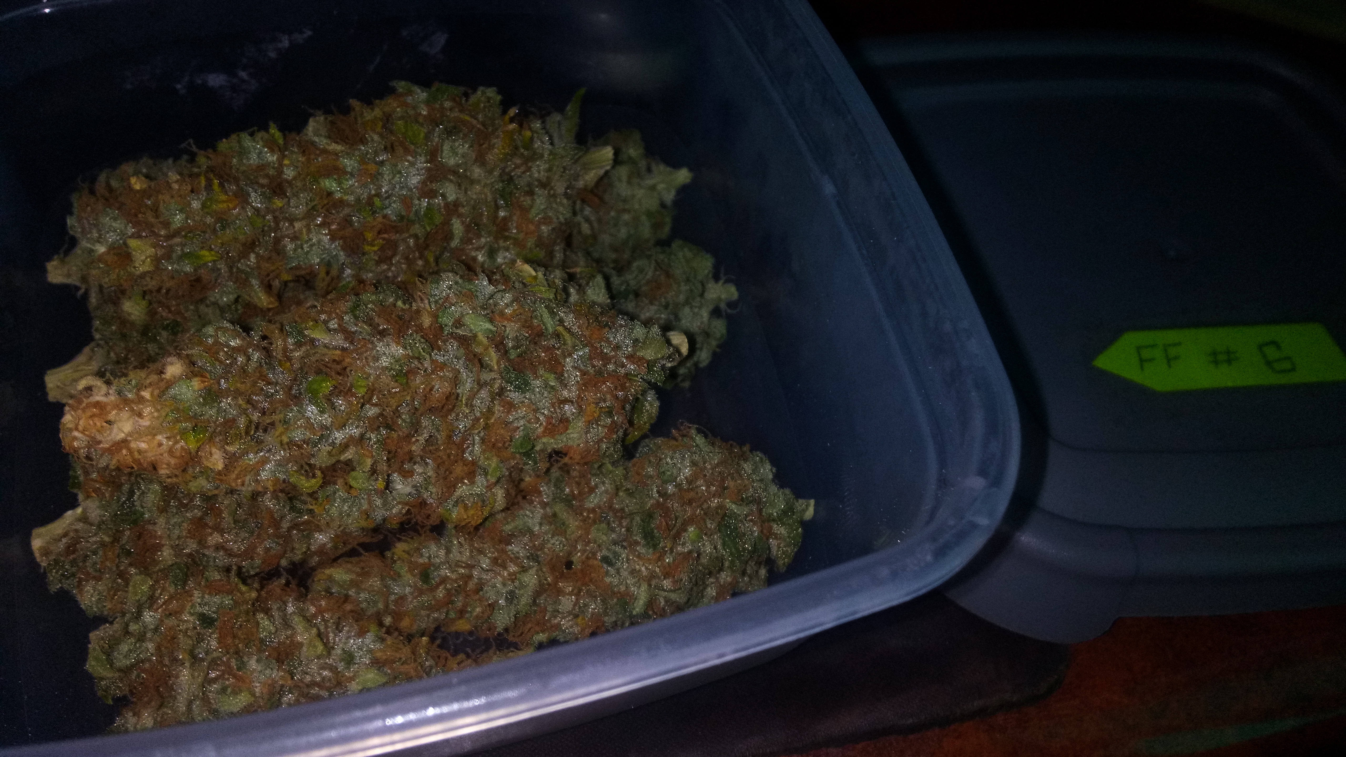 FFT6 Fast Buds