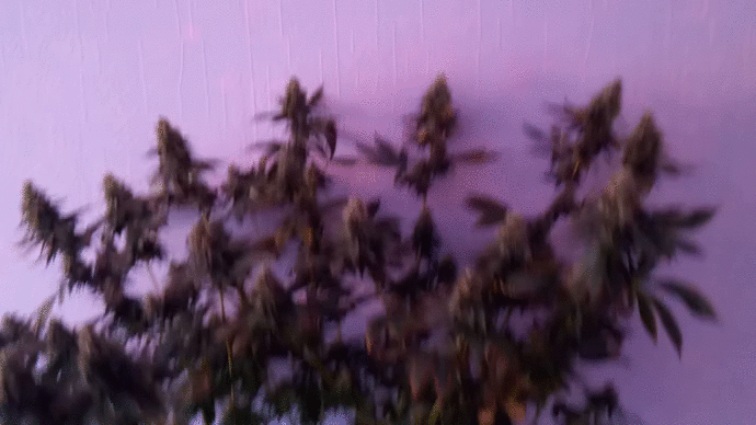 FFT8 Fast Buds 53d 12\12
