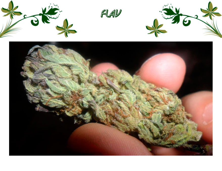 FLAV