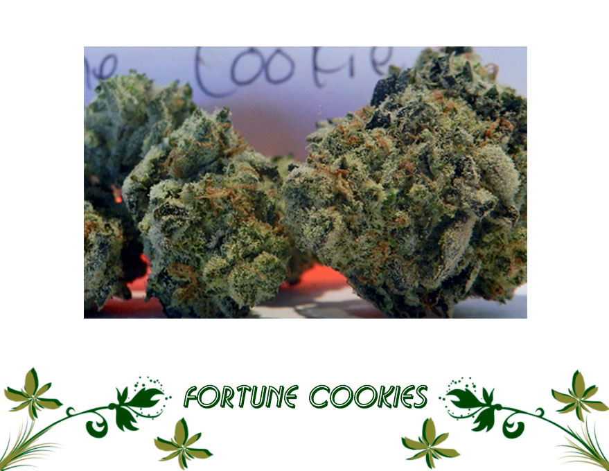 Fortune Cookies сорт