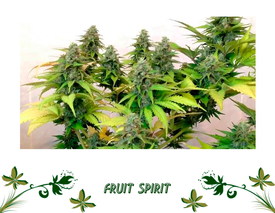 fruit spirit сорт