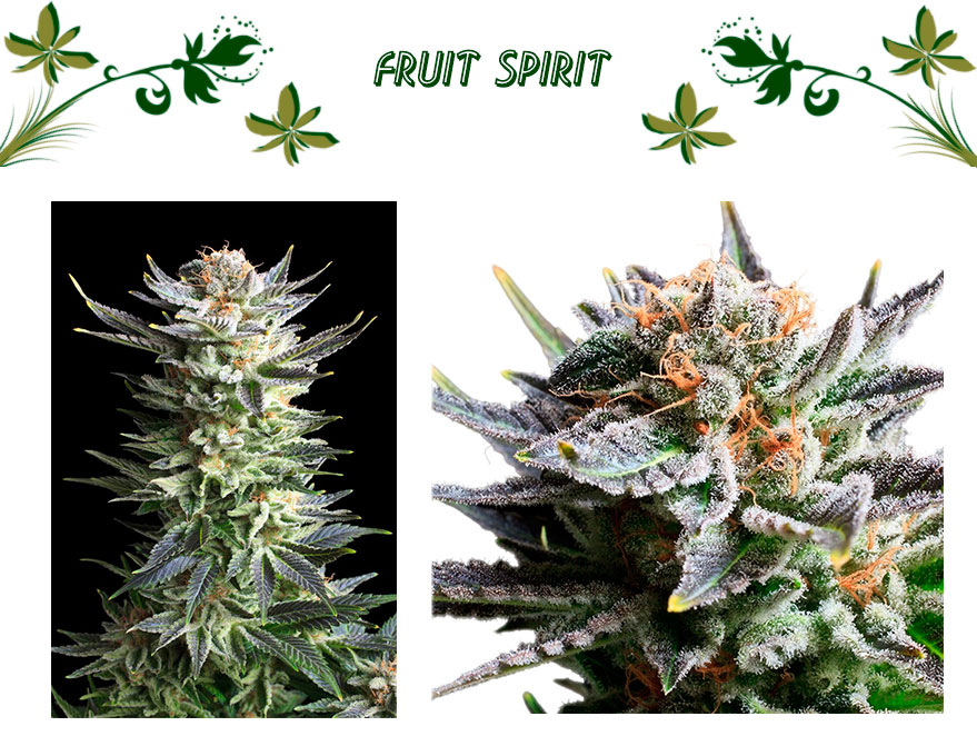fruit spirit