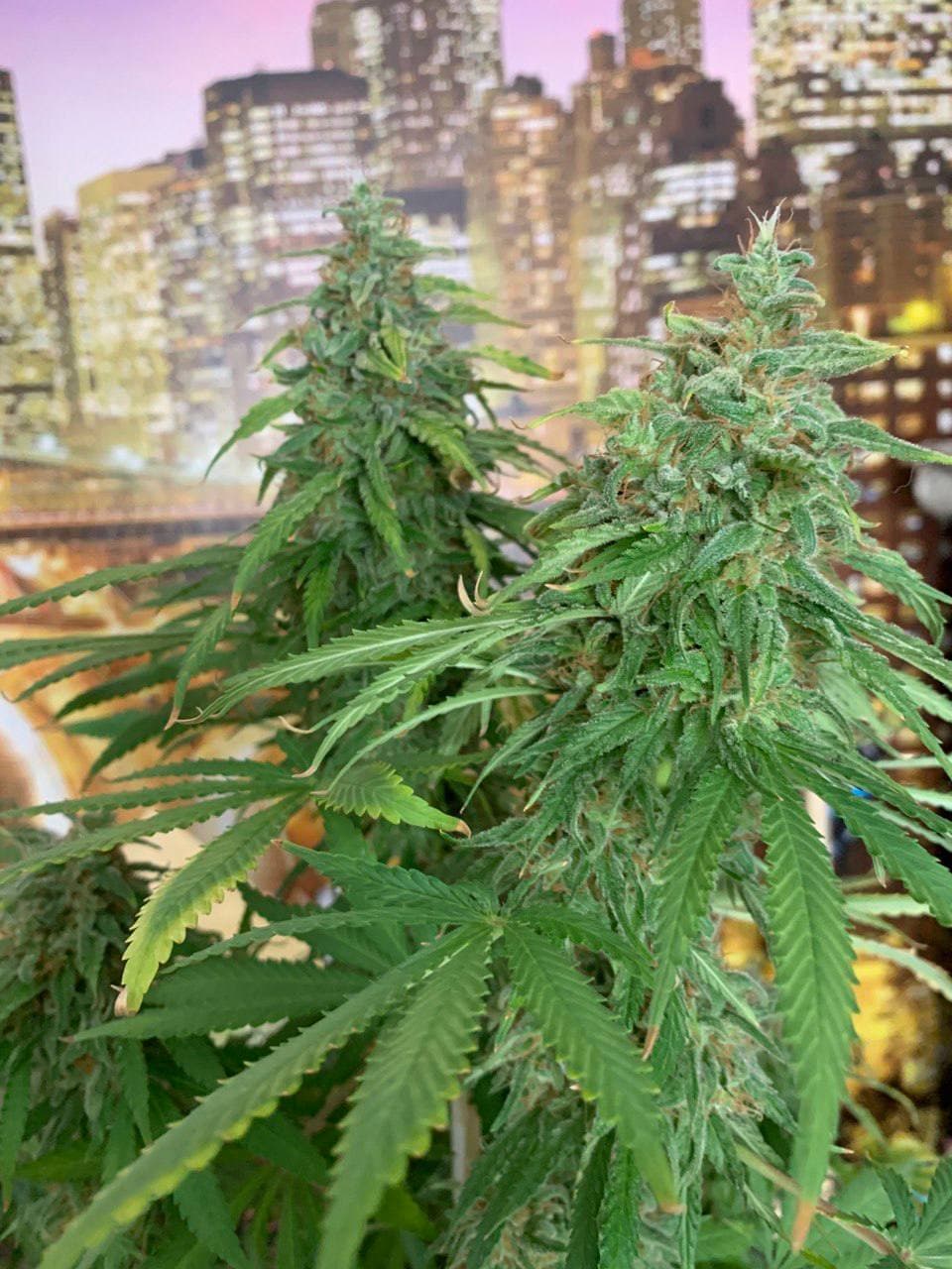 Fruit x Cri SVFO