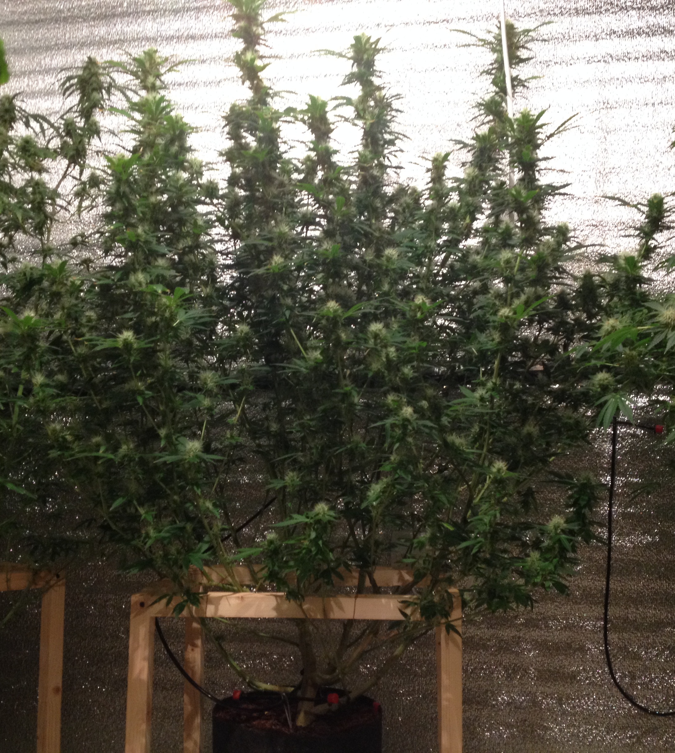 G-13 Heze (Barney*s farm)