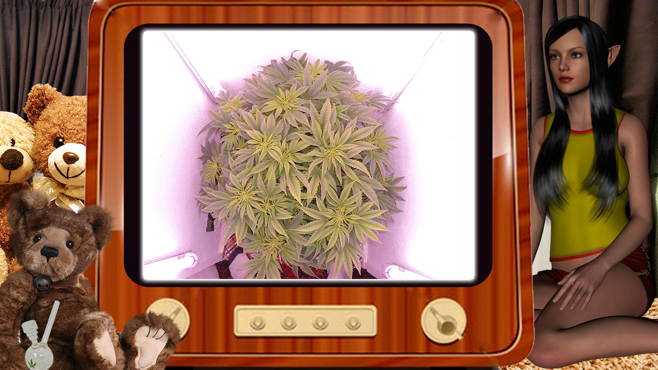 G13 Haze От Ganjaseeds