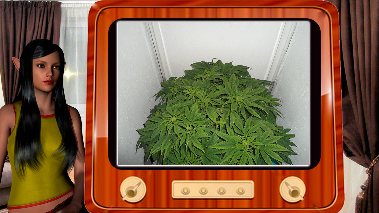 G13 Haze От Ganjaseeds