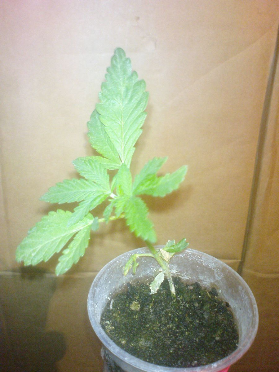 G13 Haze special1