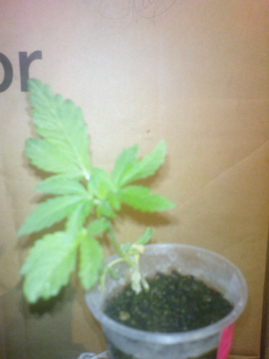 G13 Haze special2