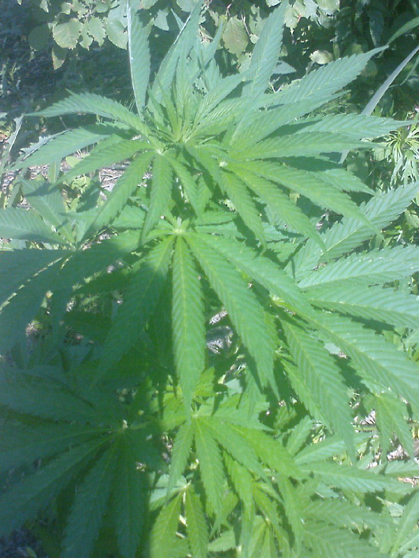 G13 Haze special3