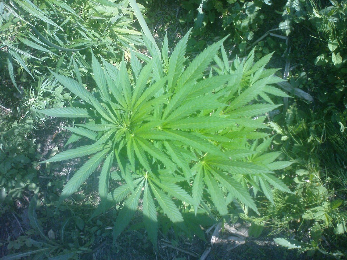 G13 Haze special4