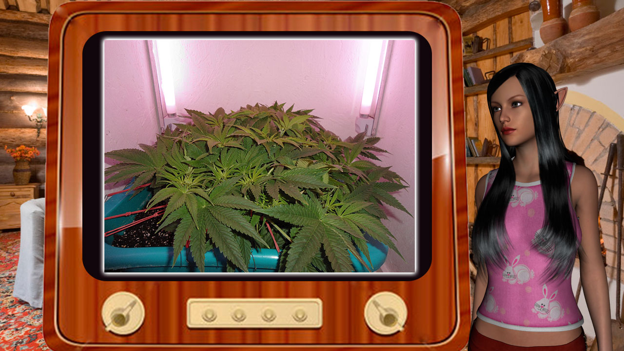G13 Haze