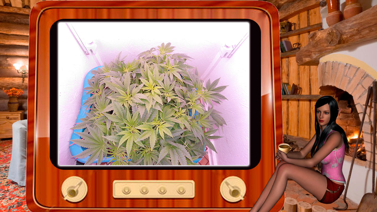 G13 Haze
