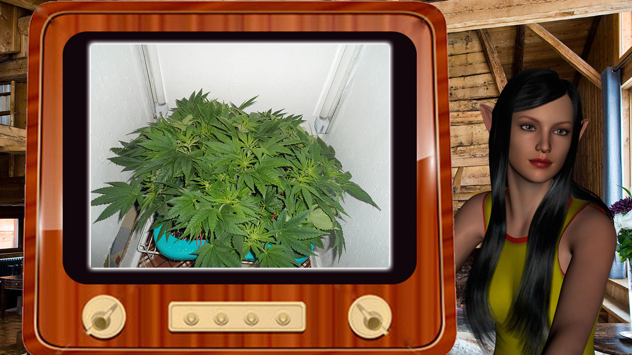 G13 Haze