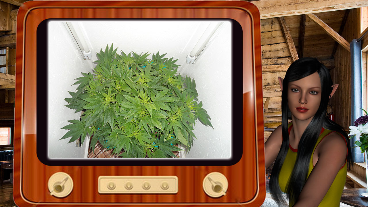 G13 Haze