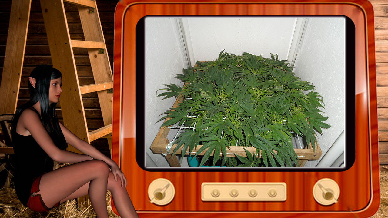 G13 Haze