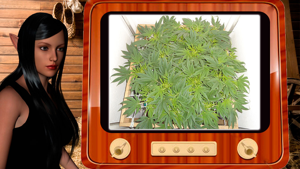 G13 Haze