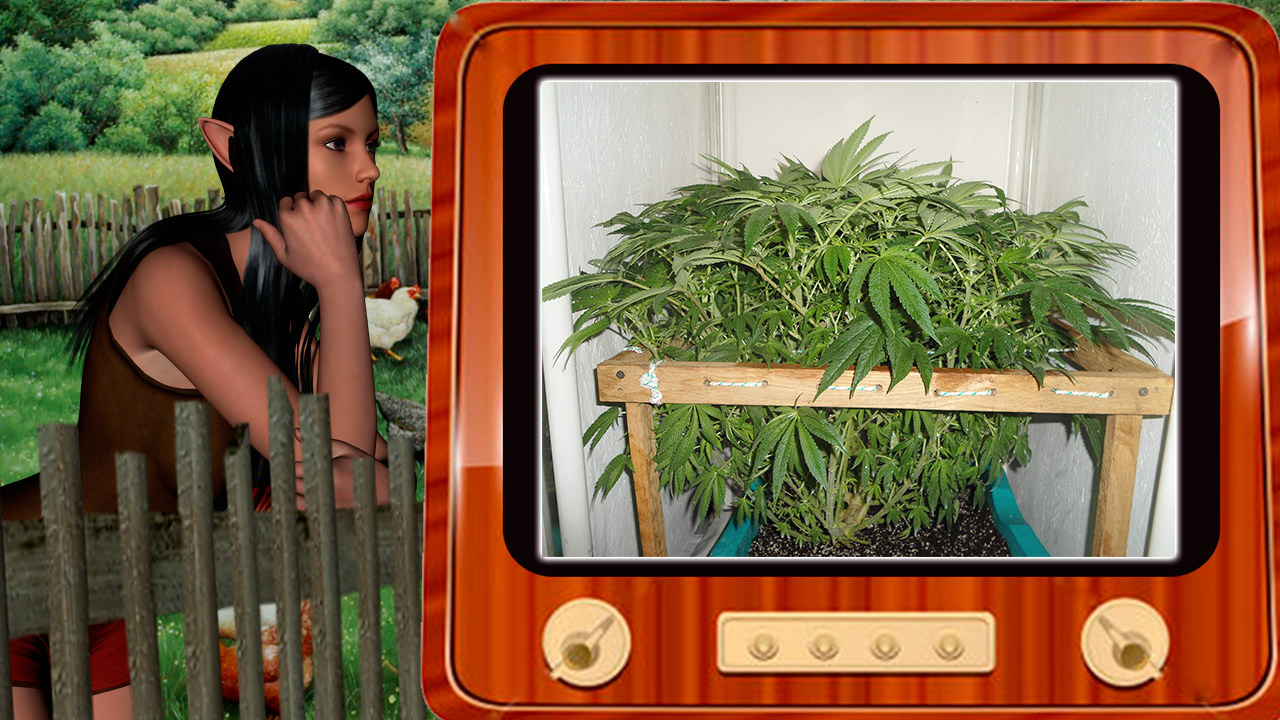G13 Haze
