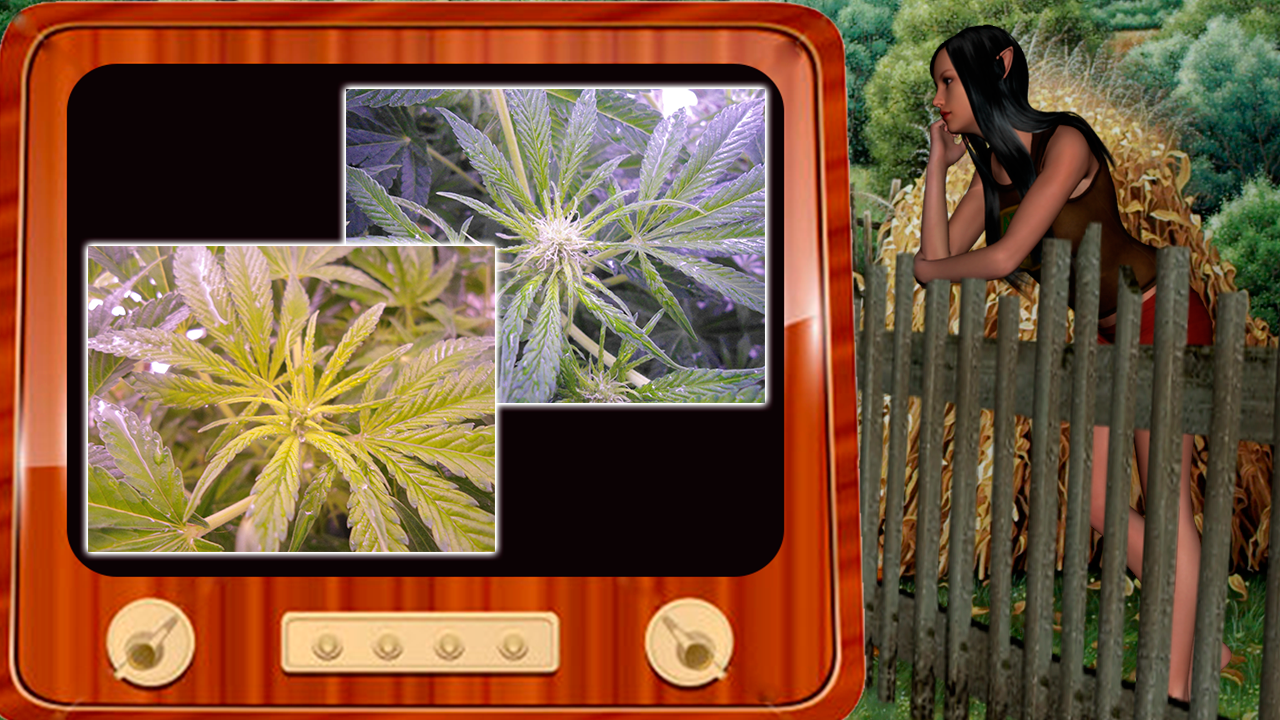 G13 Haze
