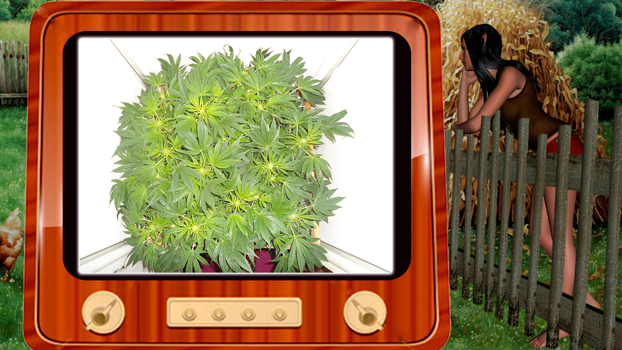G13 Haze