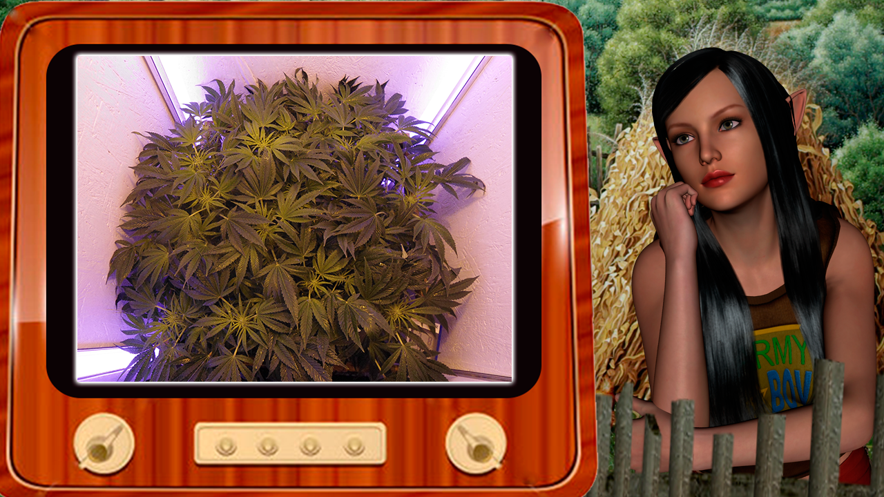 G13 Haze