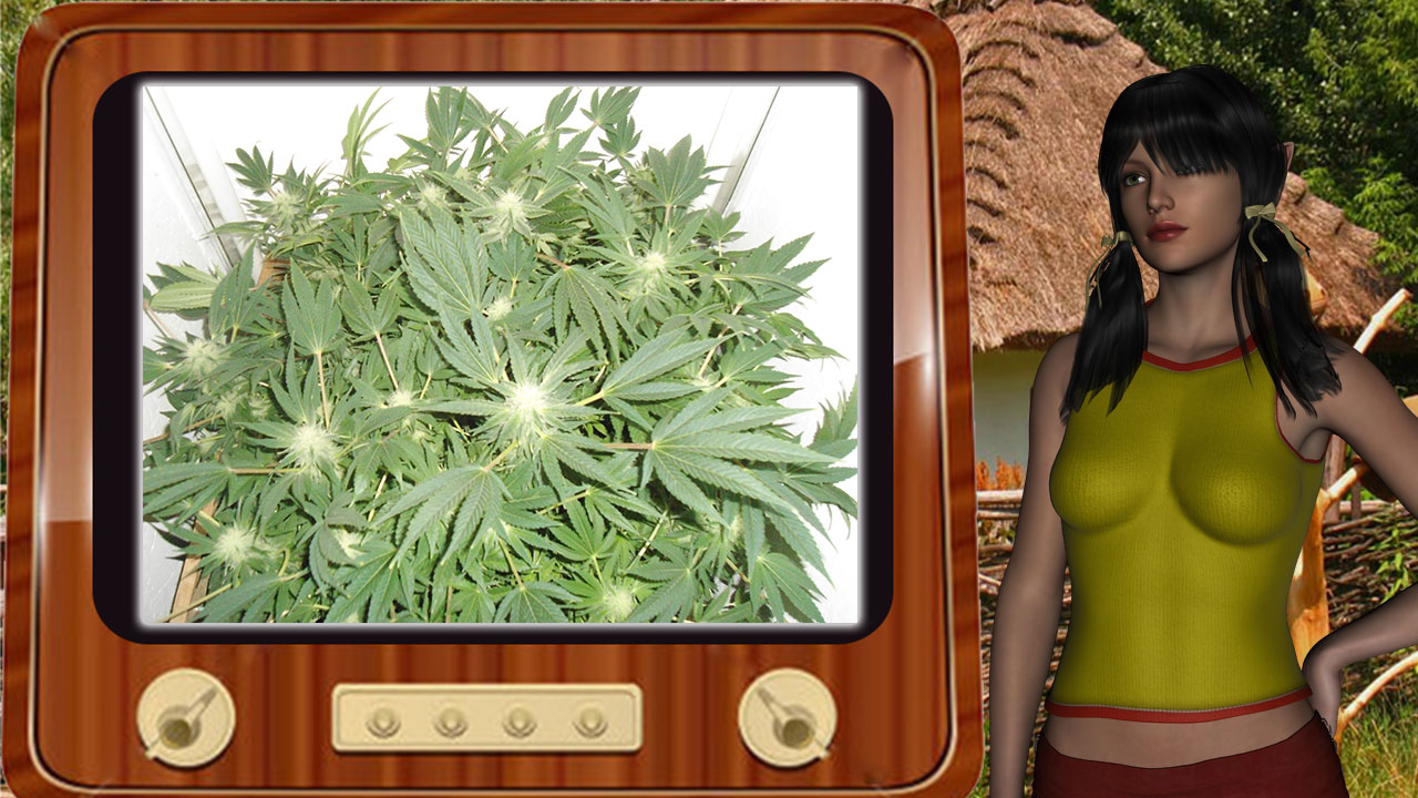 G13 Haze