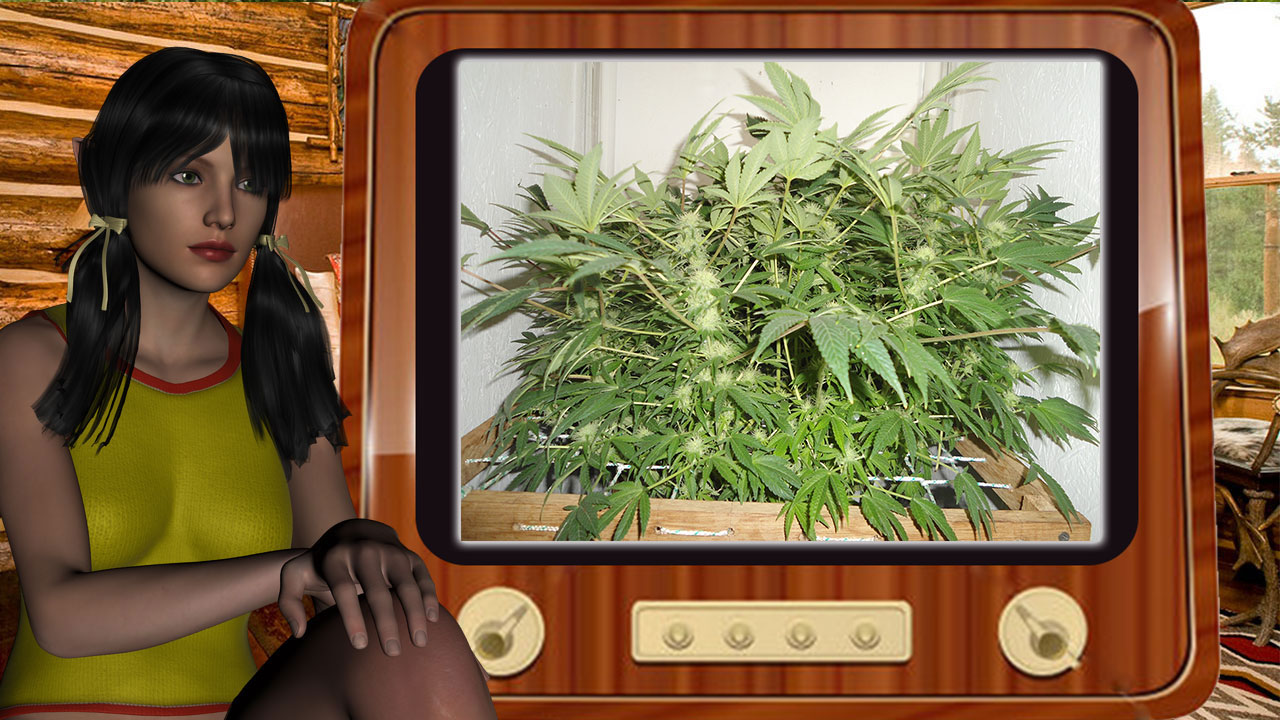 G13 Haze