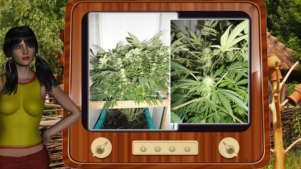 G13 Haze