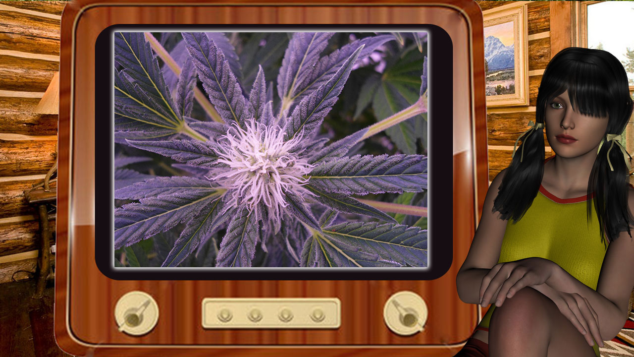 G13 Haze