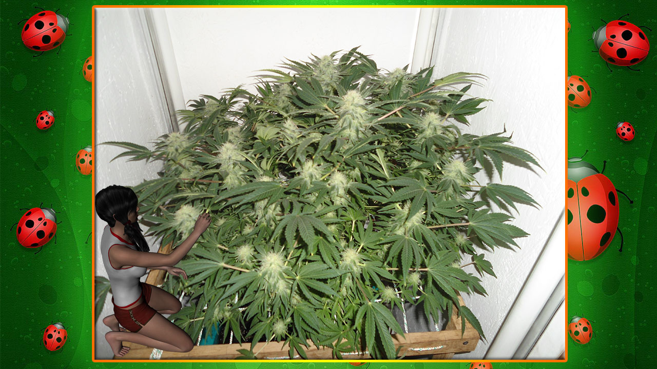 G13 Haze