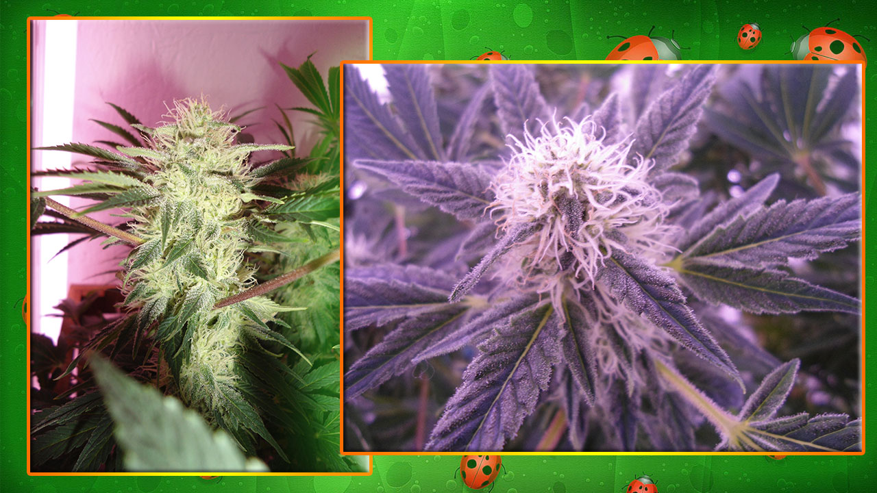 G13 Haze