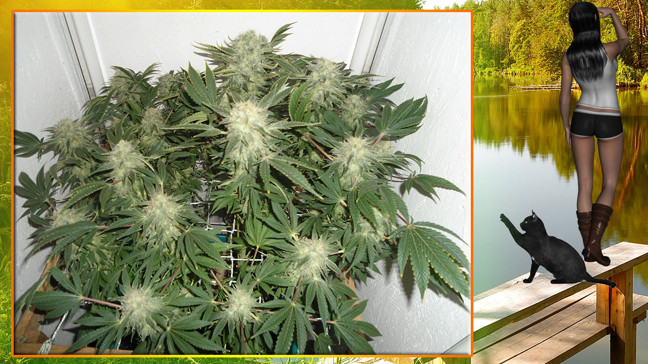 G13 Haze