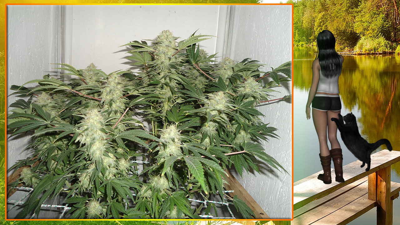 G13 Haze