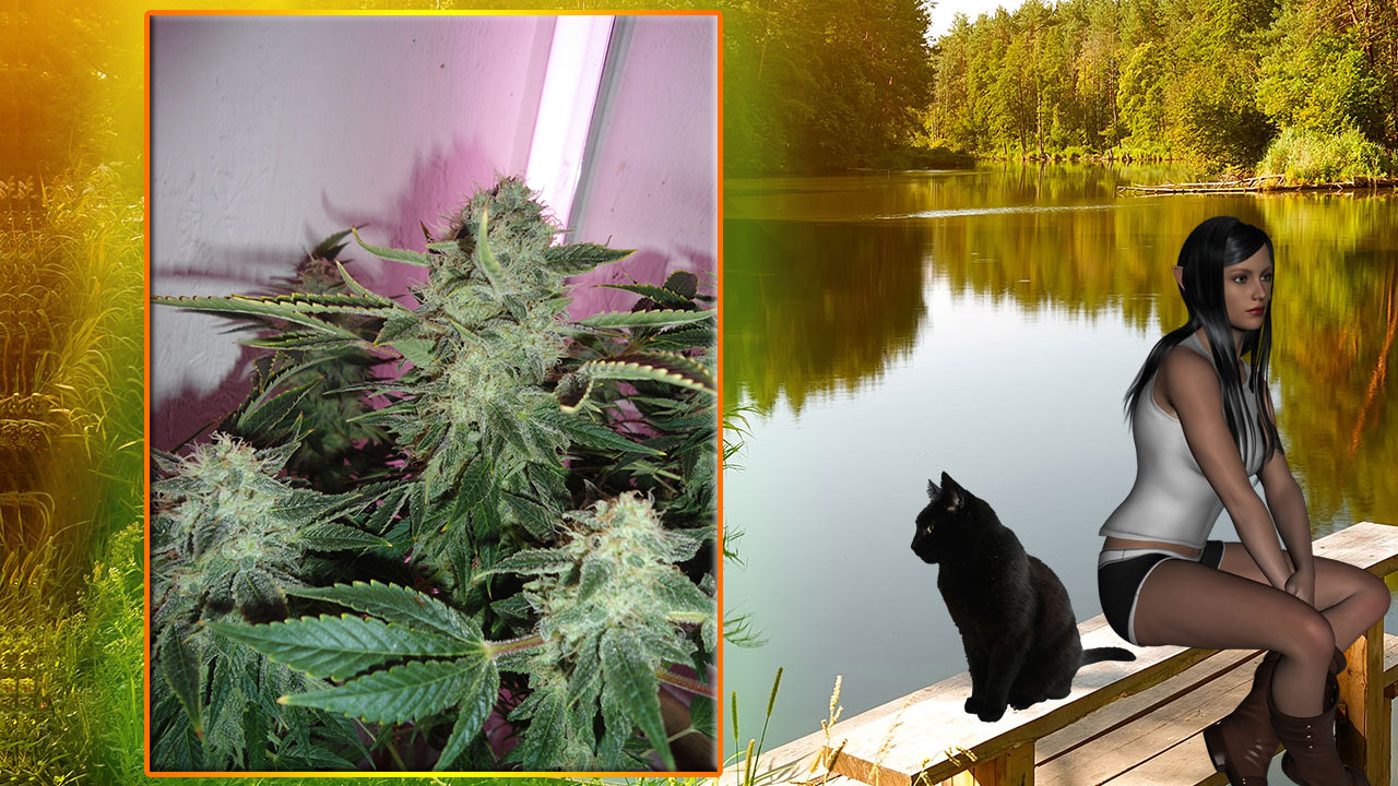 G13 Haze