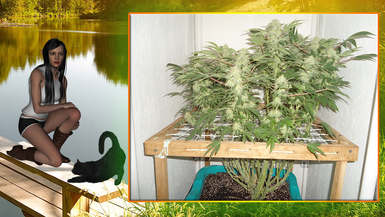 G13 Haze