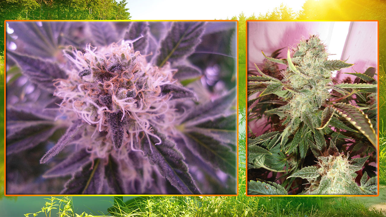 G13 Haze