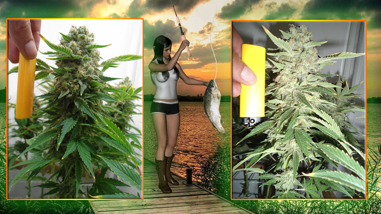 G13 Haze