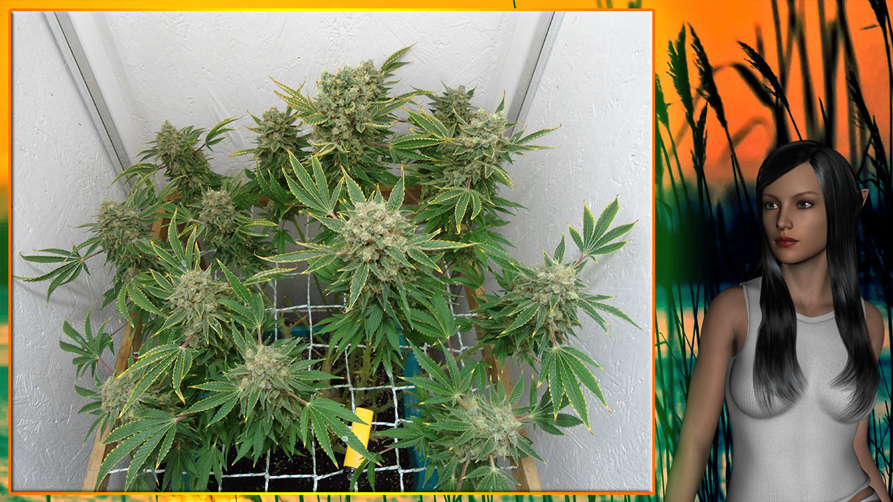 G13 Haze